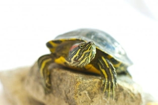 Species of Turtle