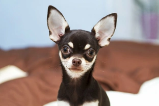 Chihuahua inter-variety coat mating now permitted by the Kennel Club