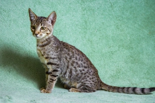 Why are Savannah cats so expensive to buy?