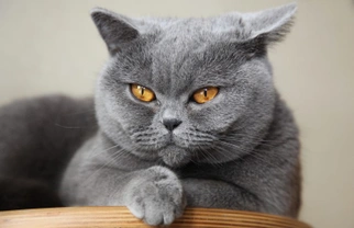 Introducing the British shorthair: The UK’s most popular cat breed