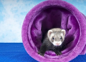 Best Games to Play with Your Ferret!