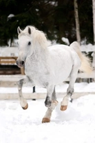 The History of the Lipizzan – An Aristocratic Ancient Breed of Horse