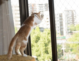 How to prevent your cat from falling if you live in a high-rise apartment