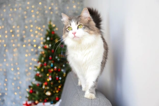 How to make your Christmas cat friendly