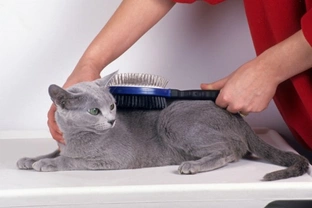 Grooming Your Cat