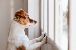 Helping self-isolating dog owners safely during the Covid 19 epidemic