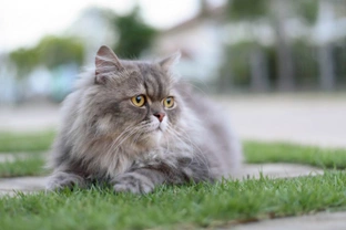 Choosing and buying a healthy Persian cat
