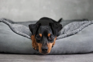 How to train your dog to sleep in their own bed