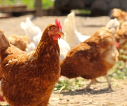 Understanding a Chicken's Digestive System & Crop Function