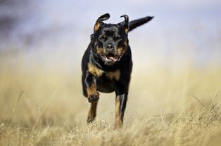 Five dog breeds that need more exercise than most people expect