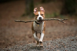 What is it about sticks and twigs that’s so appealing to dogs?