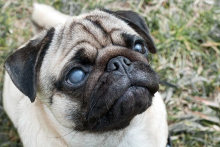 Šedý zákal u psa může vést až k slepotě, vyhnout se jí však můžete operací