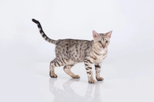 Five pedigree cats with Siamese origins