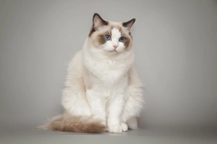 Why is the Ragdoll such a popular cat breed?