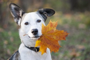 Five autumn dog care myths and the truth behind them