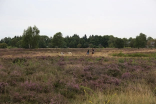 Losloopgebied: Groevenbeekse Heide in Ermelo