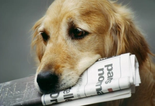 Is your dog a peril to your postman? These statistics might surprise you!