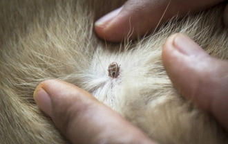 How to identify and remove ticks from your pet