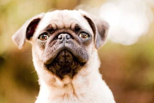 How and when to start socialising a pug puppy