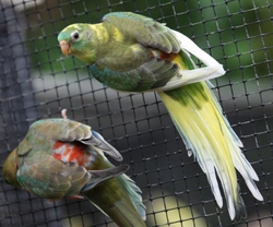 Papoušek zpěvavý (Psephotus haematonotus) 23 – dominantní straka