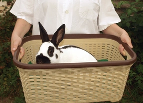 Základy manipulace s králíky, díl 4. – Umíme s nimi správně zacházet?