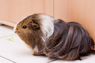 Floor Time for Your Guinea Pig