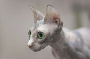 The Sphynx cat - A cat with no coat