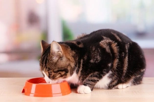 How to Feed Cats with Liver Disease