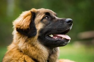 What legal dog breeds have the strongest bite?