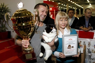 What to Expect at a Cat Show