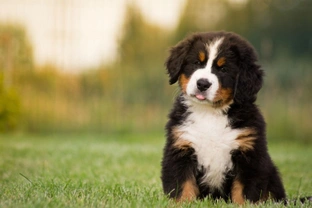 Five things you need to have clear about what you want in a puppy before you buy one
