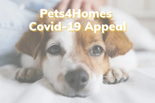 COVID-19: Rescue Centres and shelters need help!