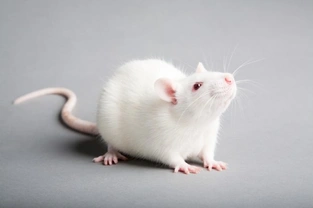 Are Rats Happy When Kept on their Own?