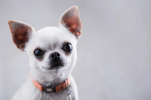 Pets4Homes announces the six most popular toy dog breeds in the UK