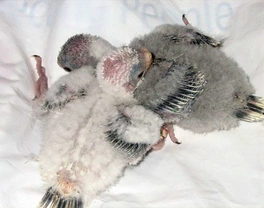 Papoušek zpěvavý (Psephotus haematonotus) 14 – Barevné mutace, začínáme