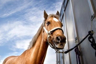 Koně v oblacích: jak probíhá letecká přeprava koní a kolik stojí jejich cesta do zámoří