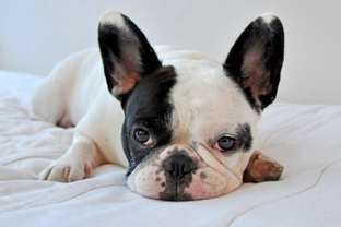 Pied French Bulldogs - What is the pied colour in the French bulldog breed?