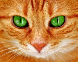 Razze gatti con occhi verdi: le più famose