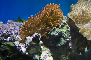 Your marine aquarium and live rock
