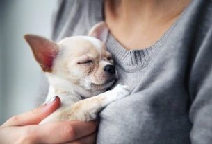 Seven reasons why your dog might be shivering
