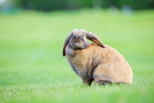 Ileus in rabbits – what is it?