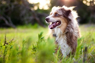 What you need to know about haemophilia in dogs