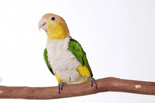 Parrot Species - The Caique