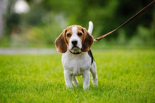 Can you provide your dog with more exercise without increasing the time or distance you walk them
