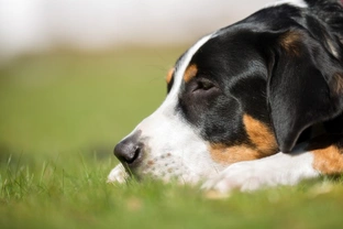 Food poisoning in dogs