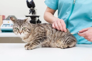 What Vaccinations Should My Cat Have?