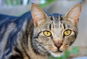 Coping with feral cats