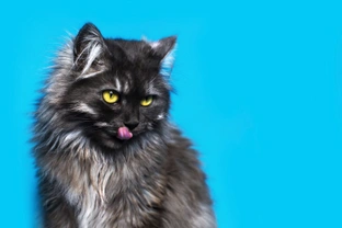 What does it mean if your cat drools?