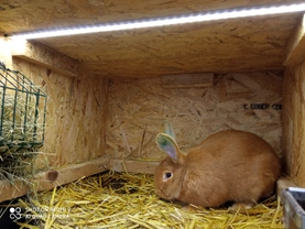 Základy reprodukce domácích králíků 2 – Mikroklimatické vlivy