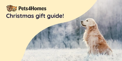 Pets4Homes Christmas gift guide 2022: part one